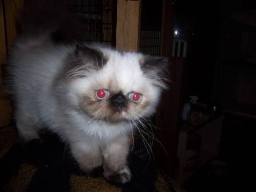 Adorable torti point Himalayan kitten=4 months old