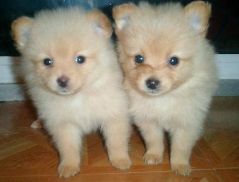 Adorable White/Cream Male and Female Pomeranian Puppies - 8 Weeks Old