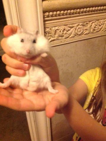 Adorable Winter White hamster