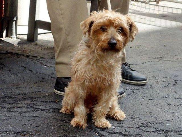 Adorable yorkie Buster in danger@NYC kill shelter