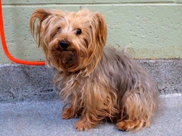 Adorable yorkie/min poodle Santana in danger@NYC kill shelter