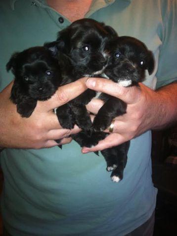 Adorable Yorkie mix puppies - 4 weeks old