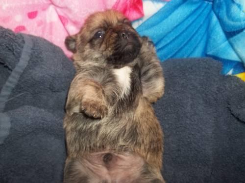 ADORABLE YORKIE/PUG MIXES 8 WEEKS OLD ready now for X-MAS