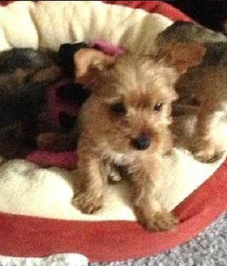 Adorable Yorkshire Terrier Puppy - 8 Weeks Old