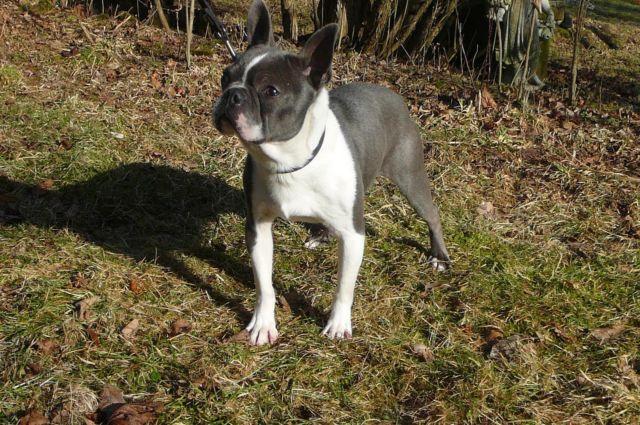 Adult Blue and White Boston Terrier Male for Sale