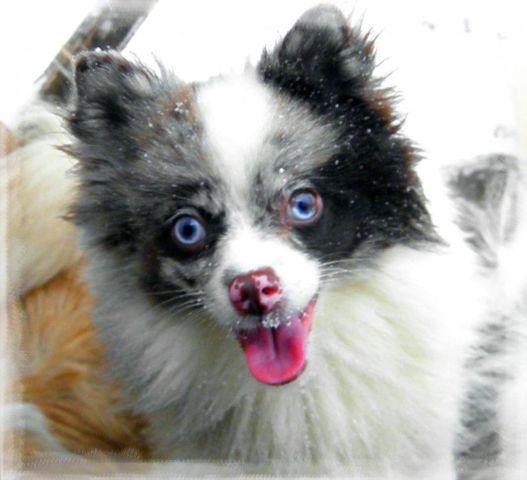 Adult Male Parti Pomeranian - 2 years old