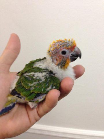 Adult male sun conure for sale - 3 years old