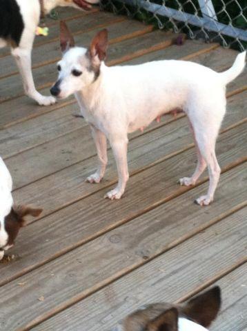 Adult Rat Terriers, Low Adoption Fee READ before calling