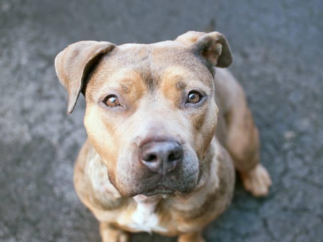Affectionate playful pittie pup Bailey in danger@NYC kill shelter