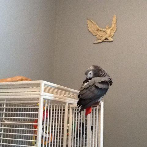 African gray and cage for sale