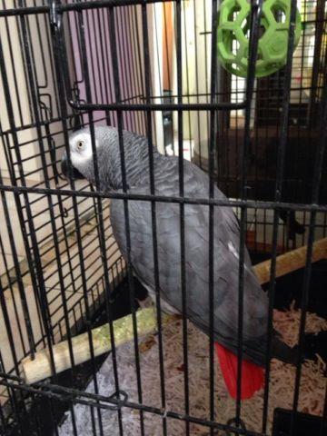 African grey for sale