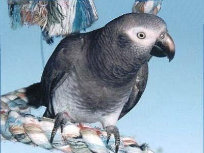 African Grey Timneh Beautiful Hand Tamed, Talks