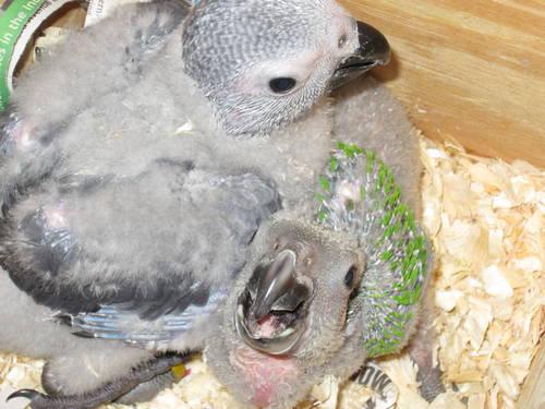 African Greys Timneh Baby 1 AVAILABLE