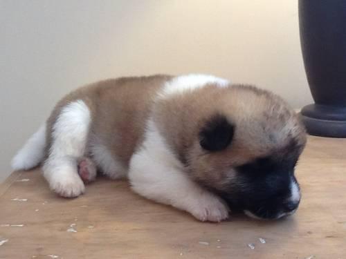AKC Akita puppies for sale!