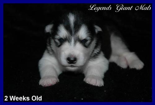 AKC Alaskan Malamute Giant Puppies Born 10/25/12 Legends Giant Mals