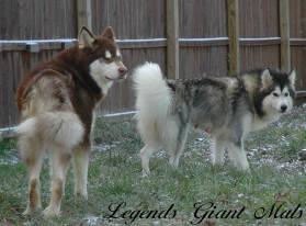 AKC Alaskan Malamute Giant Puppy DOB 10/25/12 LegendsGiantMals 1 LEFT