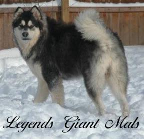 AKC Alaskan Malamute Giant Pups Born 01/11/13 LegendsGiantMals 2Left
