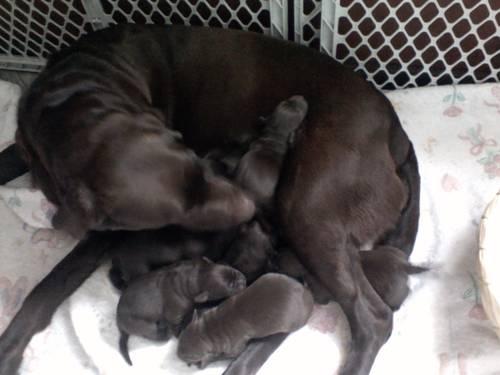 AKC American Chocolate labs for sale born 1/24/13