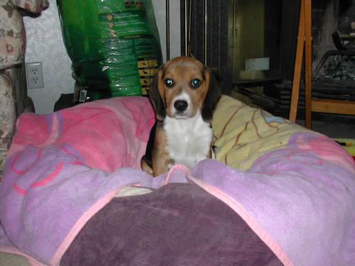 AKC Beagle Pup