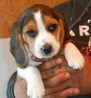 akc beagle puppies