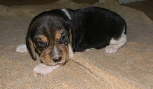 AKC Beagle Puppies ( 2 Males Left)