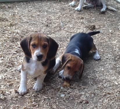 AKC Beagle Puppies
