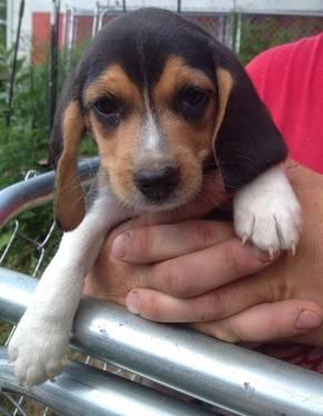 AKC Beagle Puppies 4 Left From Litter