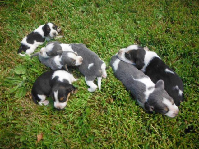 AKC Beagle Puppies!!! AKC Beagle Puppies!!! AKCBeagle Puppies!!!