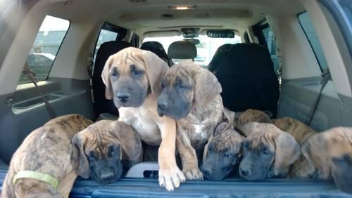 AKC BIG Great Dane Puppies 1/2 Euro, FAWN, BRINDLE **READY TO GO **