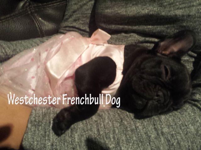 AKC Black Female French Bulldog Updated 1/22/15