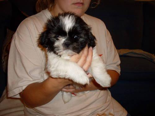 akc black & white female Shih Tzue puppy