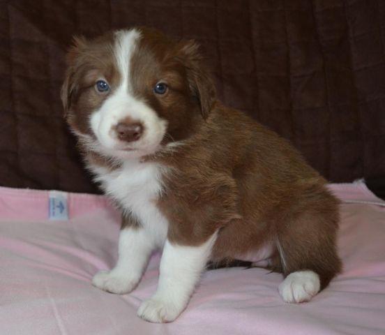 AKC Border Collie Puppies born 2-8-15