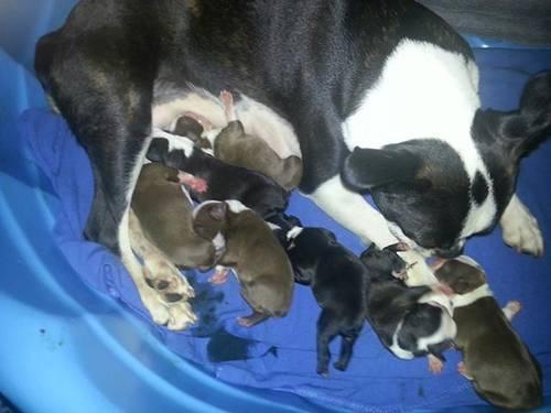 AKC Boston Terrier Puppies Born 6-29-13