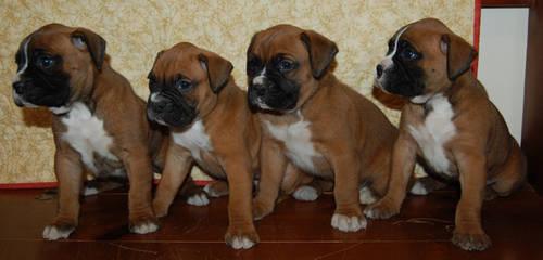 AKC Boxer Puppies