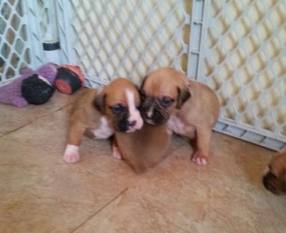 AKC Boxer puppies