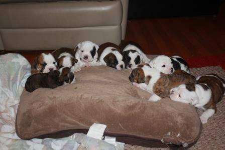 Akc boxer puppies, brindles, whites and reverse brindles