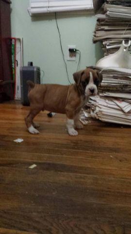 AKC boxer puppies - ready to go, ONLY 1 LEFT