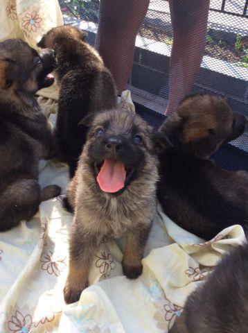 AKC Champion Bloodline German Shepherd pups