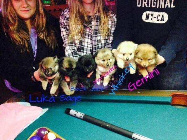 AKC Champion Bloodline Pomeranian Puppies for Sale!!!