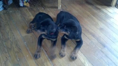 AKC Champion Bloodline Rottweilers, 9 week old pups for sale