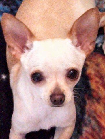 AKC Chihuahua *Price REDUCED*