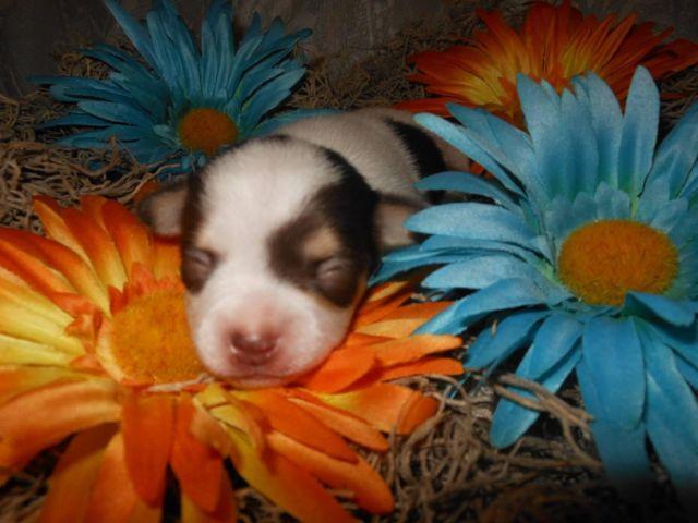 AKC Chihuahua Puppies APPLEHEAD