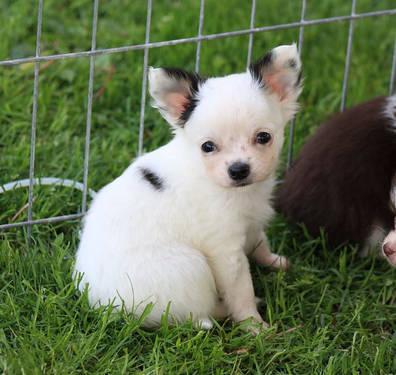 AKC Chihuahua Puppy