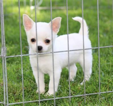 AKC Chihuahua Puppy