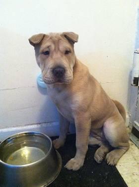 AKC Chinese Shar Pei 7 months Old