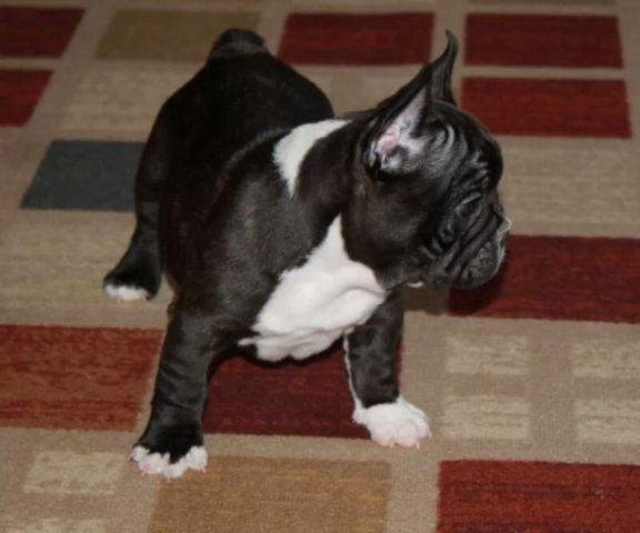 AKC Chocolate Carrier French Bulldog Puppy
