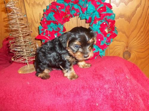 AKC Chocolate CarrierYorkshire Terrier