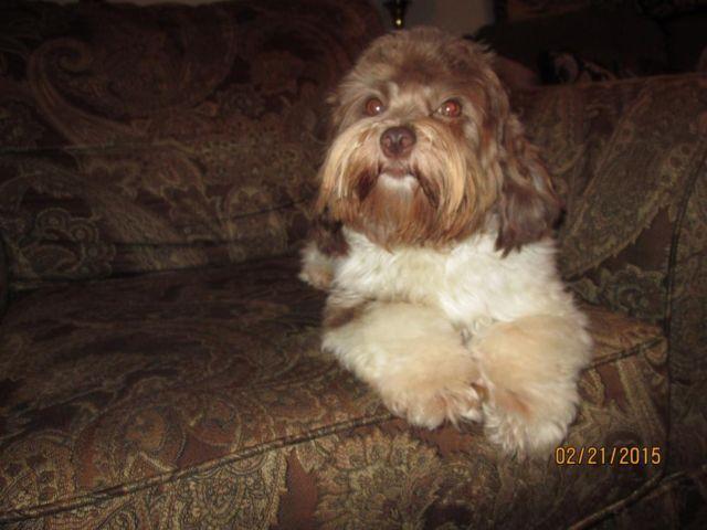 AKC Chocolate Female Havanese (16 months old)