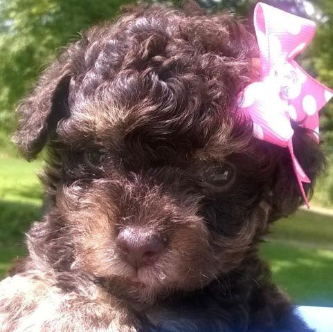 AKC Chocolate Female Toy Poodle Puppy