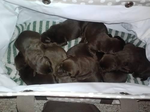 AKC Chocolate lab puppies